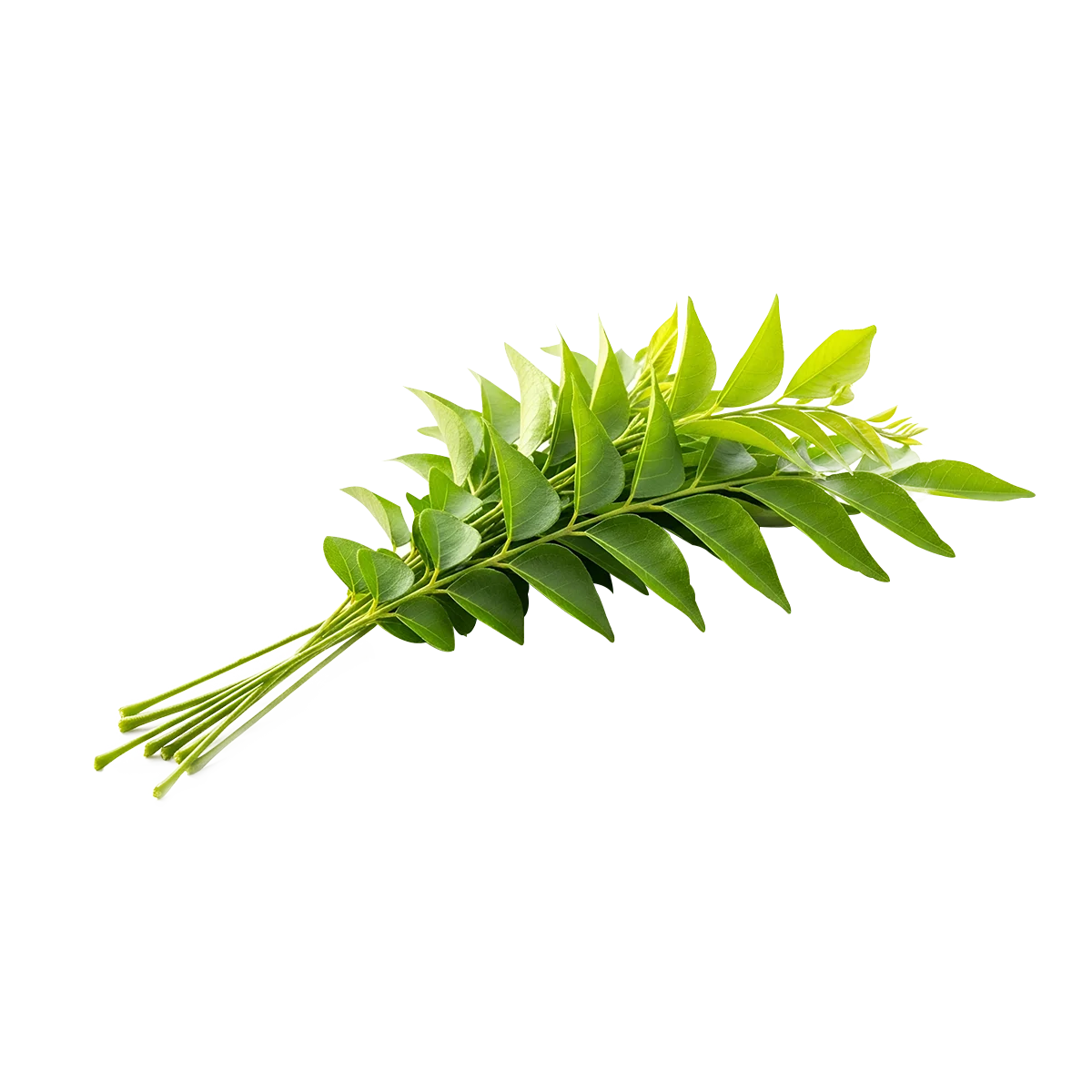 Grocerz - Curry Leaves (25-30g) | 1 Pack